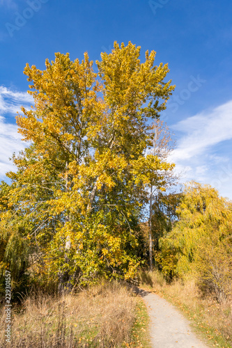 trees on the side of the road with golden leaves under cloudy blue sky