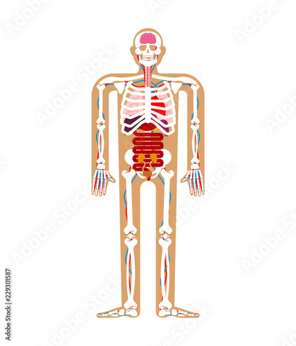 Human anatomy System. Skeleton and Internal organs. Systems of man body and organs. medical systems. vector illustration