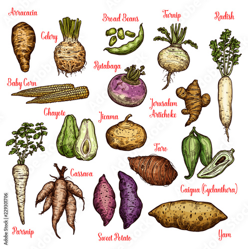 Exotic vegetables, beans and tubers sketches