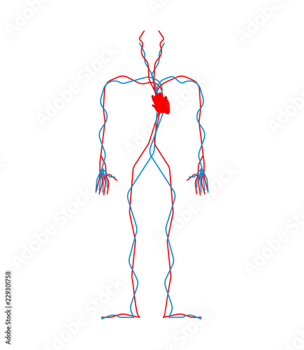 Circulatory system. Heart and blood vessels. Aorta and artery Human anatomy. Internal organs. Systems of man body and organs. vector illustration