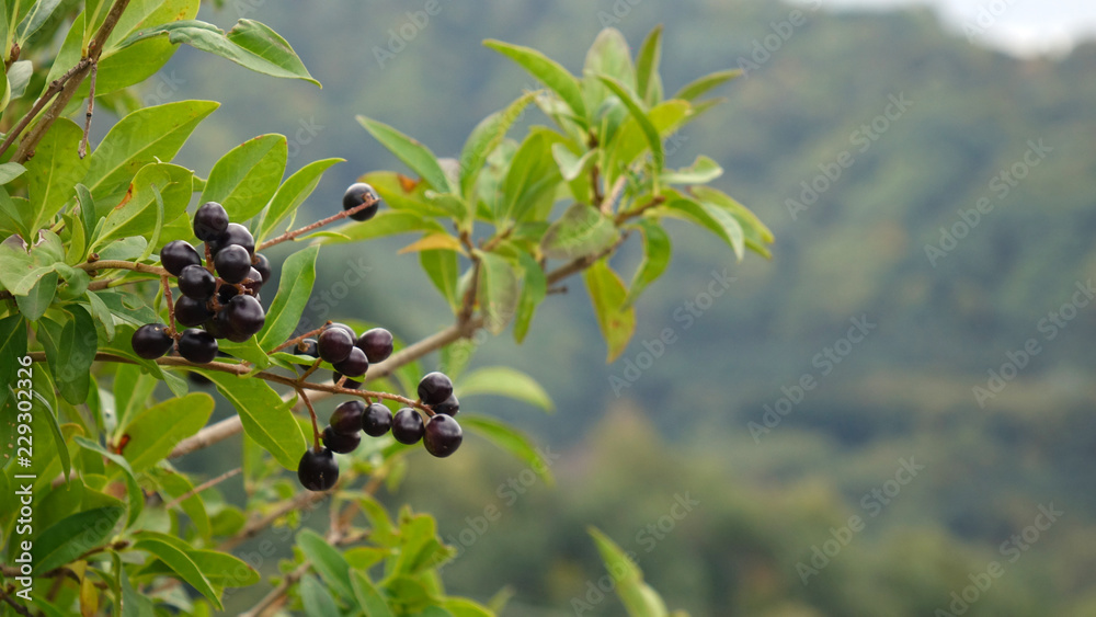 Wild forest berries on the tree. Mountain Park of the North Caucasus. Wild forest berries on the tree. Mountain Park of the North Caucasus.