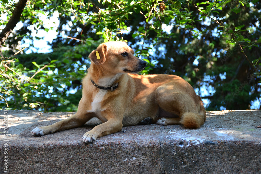 Fototapeta Red dog in a brown collar with a yellow clip in his ear lying on the parapet
