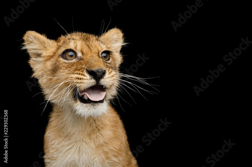Fototapeta Naklejka Na Ścianę i Meble -  Funny Portrait of Lion Cub with opened mouth like dog showing tongue Isolated on Black Background, front view