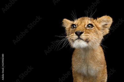 Fototapeta Naklejka Na Ścianę i Meble -  Portrait of Cute Lion Cub With Curious face looking for Isolated on Black Background, front view