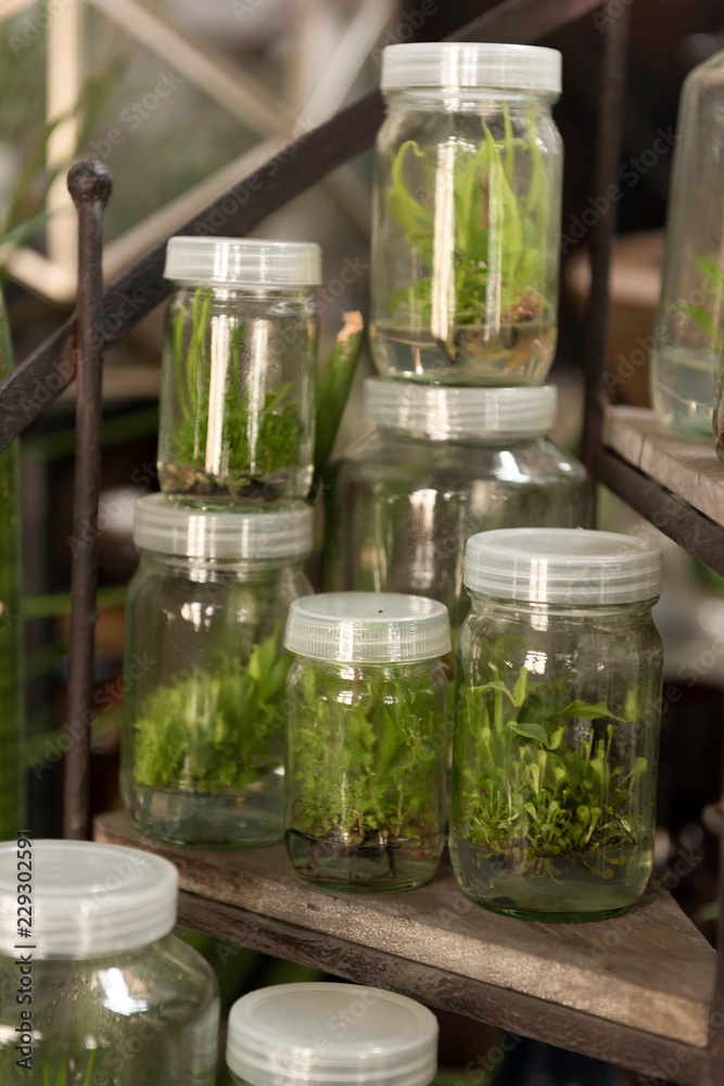 Plant terrarium bottle for decoration Plant terrarium bottle for decoration