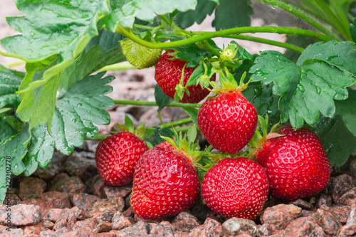 Large red bright juicy strawberries on the bush.Delicious berries in the garden on a sunny day.