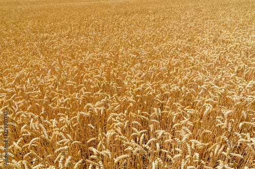 Background of the ripe yellow wheat. Agricultural concept