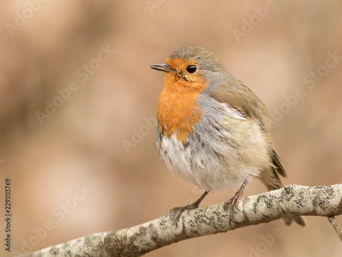 Little robin on the branch © Kersti Lindström