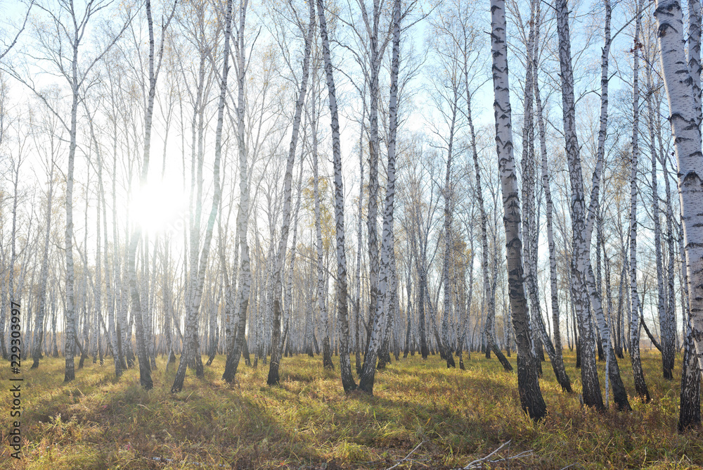 Fototapeta premium Autumn forest