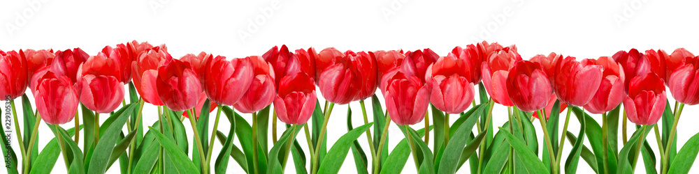 Fototapeta premium Czerwone tulipany na białym tle