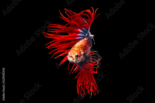 The moving moment beautiful of siamese betta fish or splendens fighting fish in thailand on black background. Thailand called Pla-kad or crown tail fish.