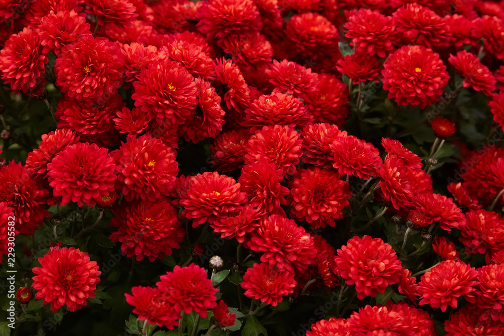 Chrysanthemum flowers as a background close up. Red Chrysanthemums. Chrysanthemum wallpaper. Floral background. Selective focus.