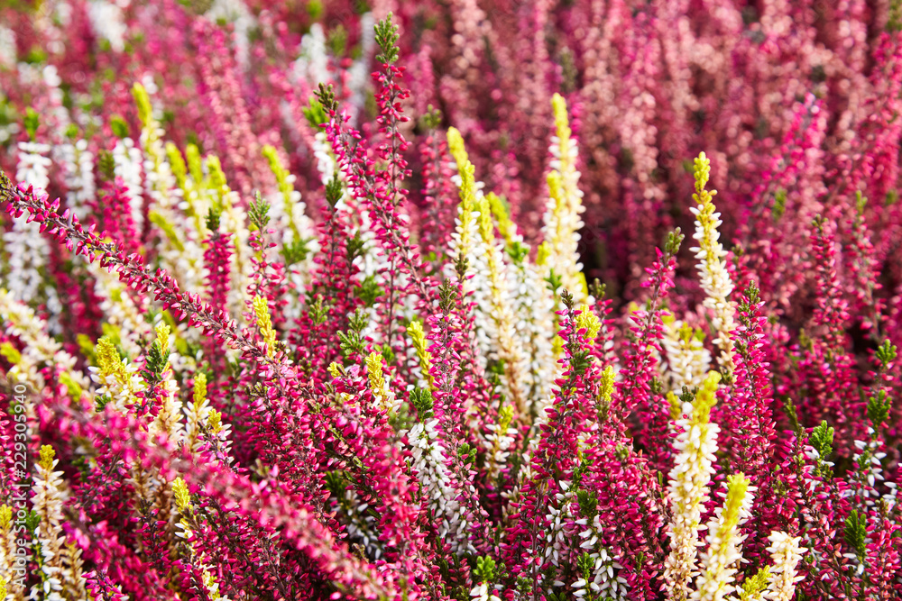 Naklejka premium Calluna vulgaris (known as common heather, ling, or simply heather). Diversity of plants in city flowerpot. Heather of various species. colorful erica heather arrangement in autumn close up