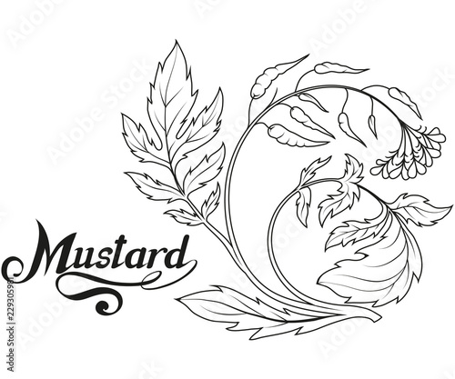 hand drawn mustard plant, spicy ingredient, mustard logo, healthy organic food, spice mustard isolated on white background, culinary herbs, label, food, natural healthy food, vector graphic to design