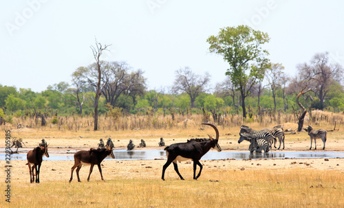 scenic view from camp overlooking a vibrant waterhole in Hwange National Park with Sable Antelopes  Zebras and Chacma Baboons  natural bushveld background - heat haze is visible