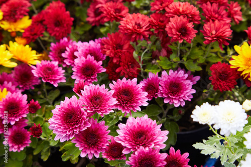 Chrysanthemum flowers as a background close up. Pink and purple Chrysanthemums. Chrysanthemum wallpaper. Floral background. Selective focus.
