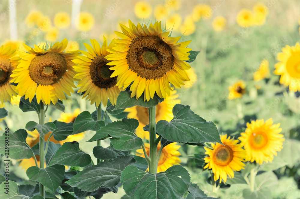 Sonnenblumenfeld, Sonnenblumen (Helianthus annuus), Landschaft südlich von Montepulciano, Toskana, Italien, Europa