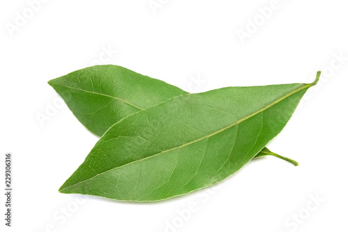 A photo of two fresh bay leaves isolated on white background. Place for text, copyspace.