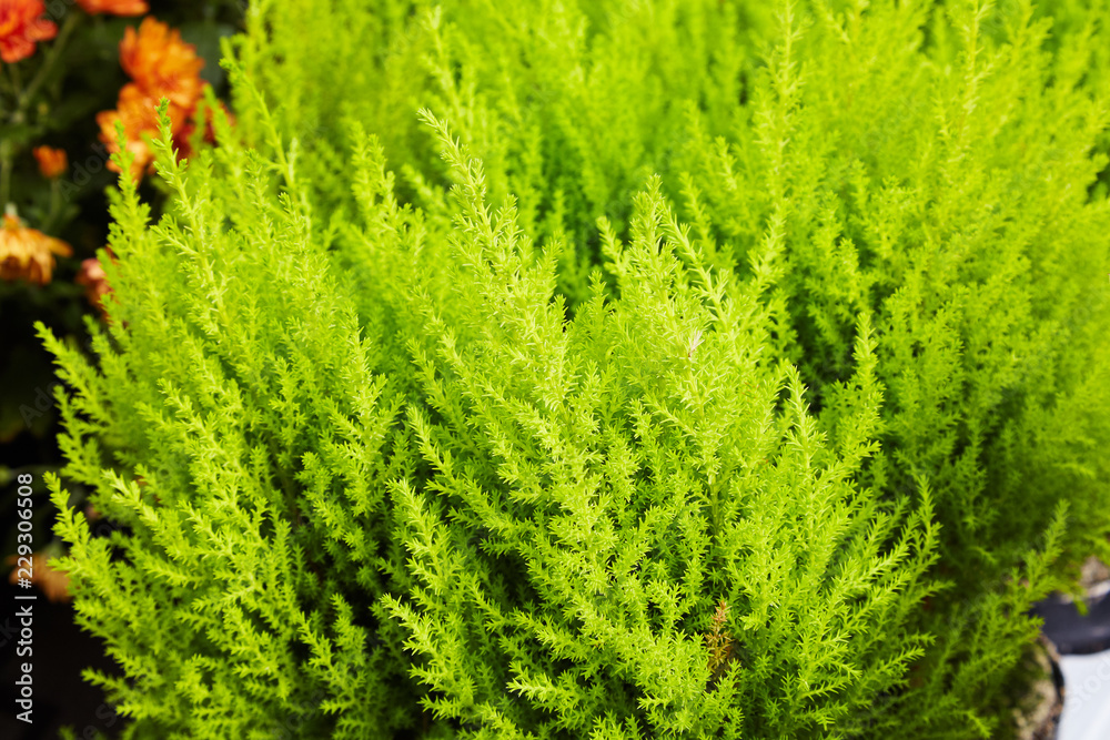 Young potted evergreen tree and shrub in the Cypress family Cupressaceae Young potted evergreen tree and shrub in the Cypress family Cupressaceae