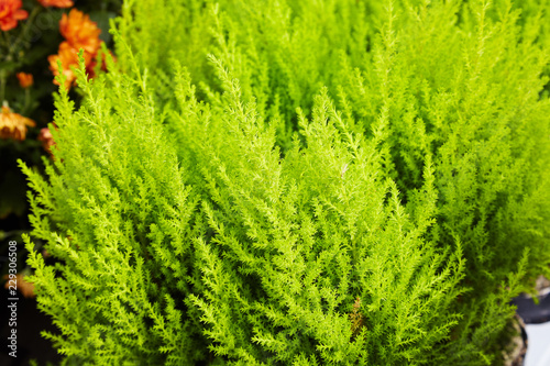 Young potted evergreen tree and shrub in the Cypress family Cupressaceae