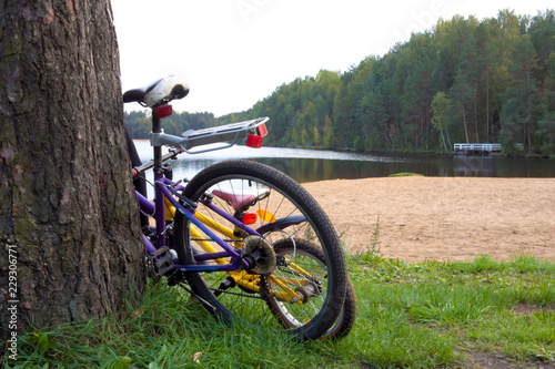 Two bicycles adult and children parked near the big trunk on the shore of forest lake