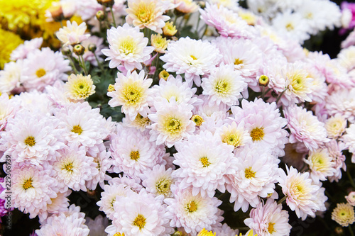 Chrysanthemum flowers as a background close up. Pale pink Chrysanthemums. Chrysanthemum wallpaper. Floral background. Selective focus.