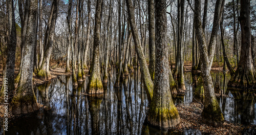 swamp