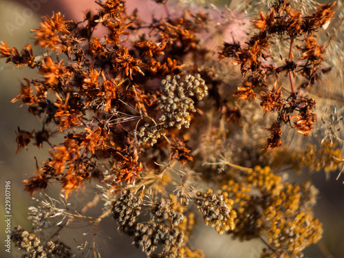 Bouquet of dry flowers. Dried herbs. Autumn background.