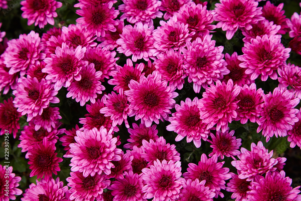 Chrysanthemum flowers as a background close up. Pink and purple Chrysanthemums. Chrysanthemum wallpaper. Floral background. Selective focus. Chrysanthemum flowers as a background close up. Pink and purple Chrysanthemums. Chrysanthemum wallpaper. Floral background. Selective focus.