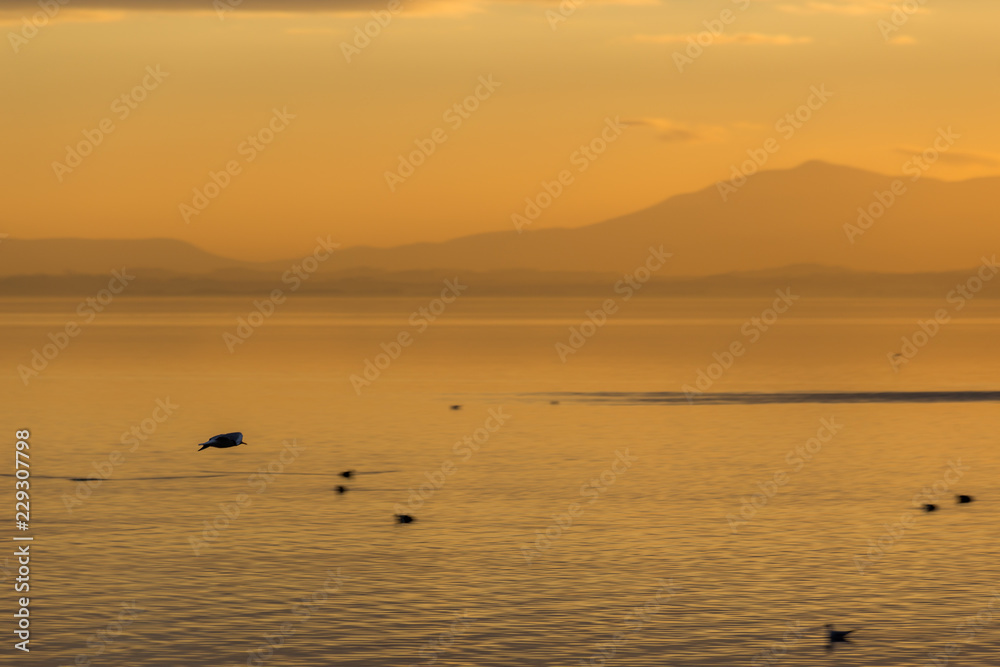 Beautiful view of a lake at sunset, with orange tones and birds flying and on water