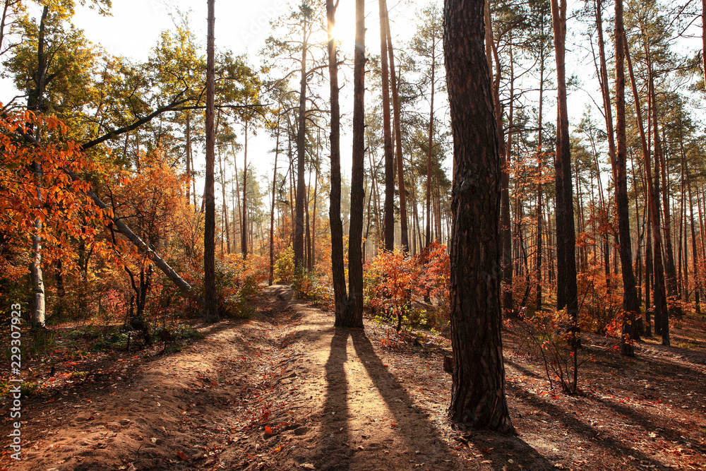 Fototapeta premium incredibly beautiful autumn forest landscape