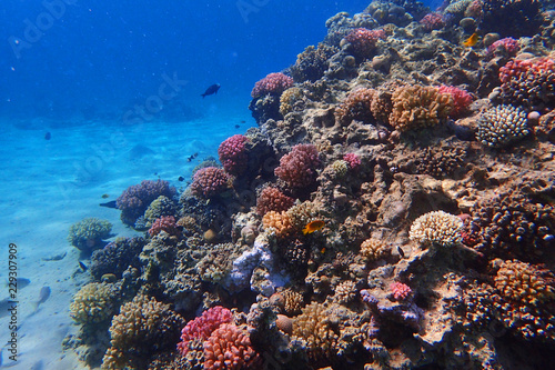 coral reef in Egypt © jonnysek