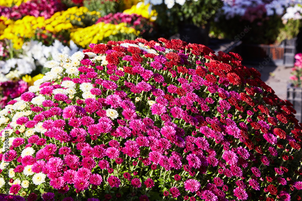 Obraz premium Chrysanthemum flowers as a background close up. Pink and purple Chrysanthemums. Chrysanthemum wallpaper. Floral background. Selective focus.