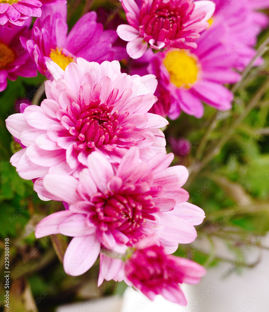 Flowers of chrysanthemum Flowers of chrysanthemum