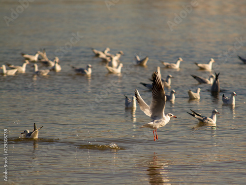 flock of geese © Vasiliy