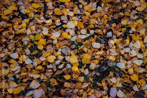Slika na platnu yellow autumn leaves of a birch