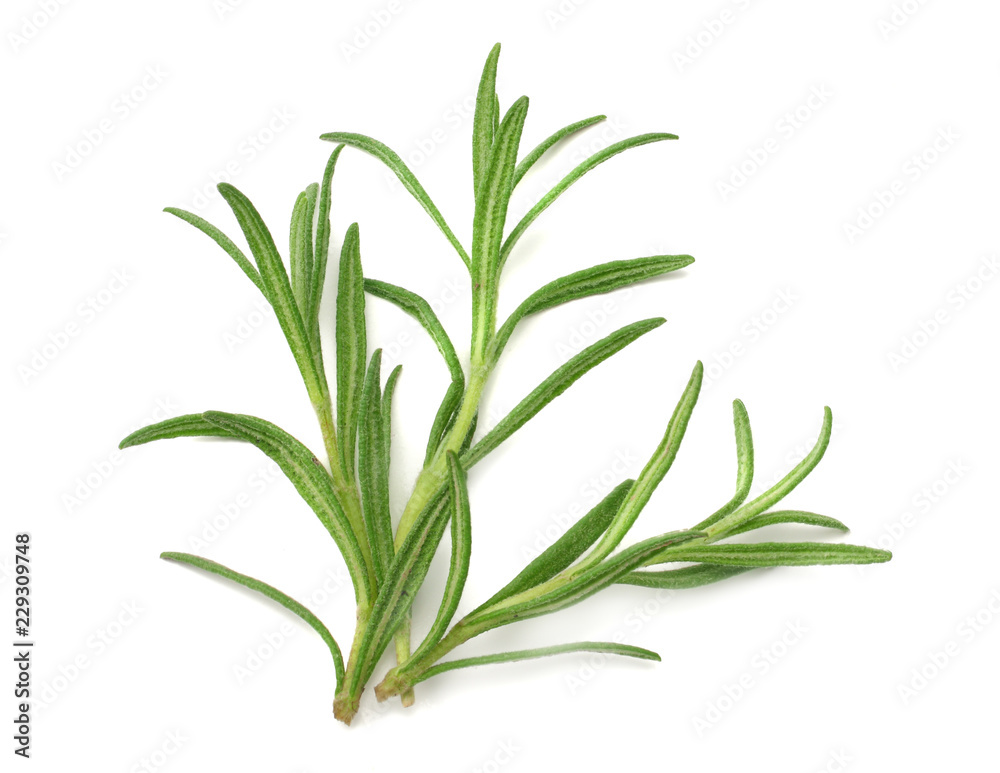 rosemary leaves isolated on white background. top view