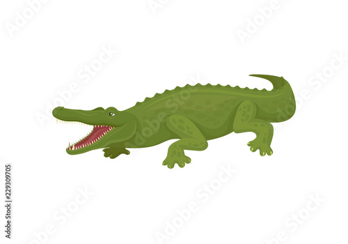 Crocodile with open toothy mouth  predatory amphibian animal vector Illustration on a white background