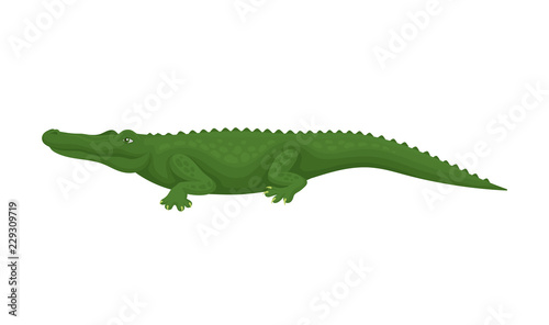 Crocodile  predatory amphibian animal  side view vector Illustration on a white background