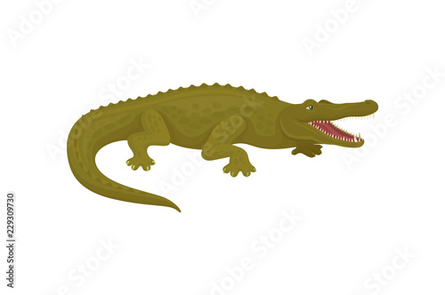 Crocodile  aggressive predatory amphibian animal vector Illustration on a white background