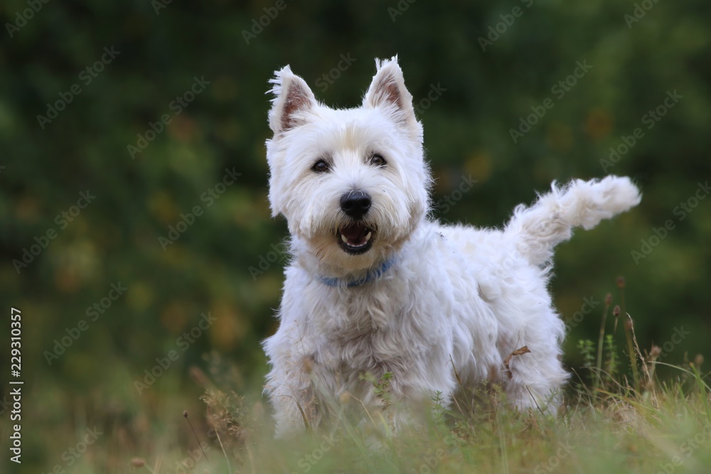 Westie. West Highland White terrier standing in the grass. Portrait of a white dog.