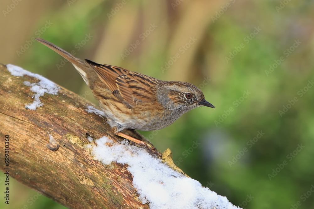 Naklejka premium Dunnock sitting on the branch with snow. Wildlife scene from nature. Song bird in the nature habitat. Prunella modularis.