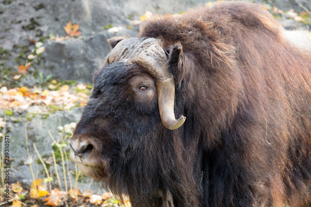Fototapeta premium Musk ox. This animal in its appearance resembles both bulls (horns) and sheep (long hair and short tail).
