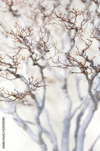 bonsai tree photo