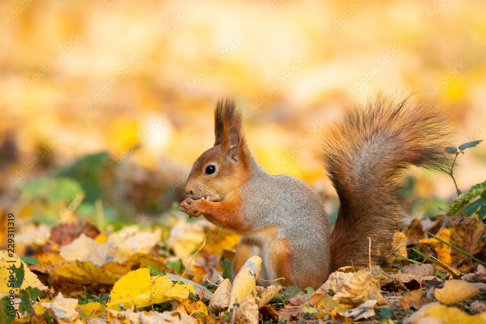 Squirrel in the autumn park Squirrel in the autumn park