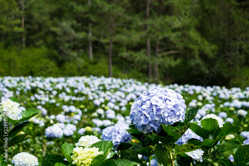 Panoramic view of Hydrangea flower field in Dalat, Vietnam. Da lat is one of the best tourism cities and aslo one of the largest vegetable and flowers growing areas in Vietnam