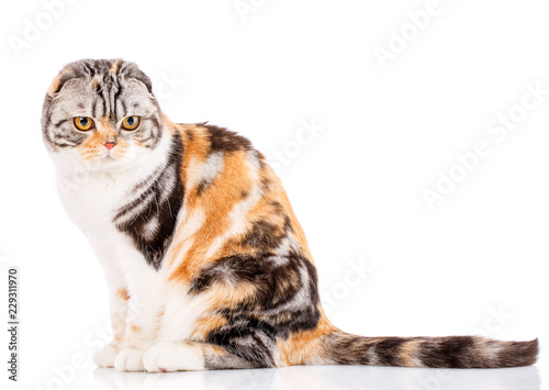 Scottish fold cat on a white background.