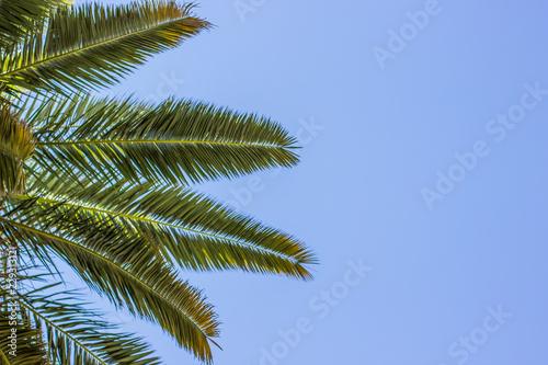 vacation rest concept picture of palm green branches from hot equator country near sea and blue empty space with copy space for text or inscription, creative foreshortening from below of tree