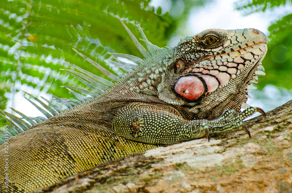 Obraz premium Green iguana (Iguana iguana) on a tree in Venezuela