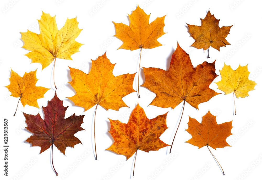 Colorful autumn maple leaves isolated on white background Colorful autumn maple leaves isolated on white background